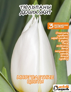 Тюльпан Луковица, Дельта Уайт, 3+шт