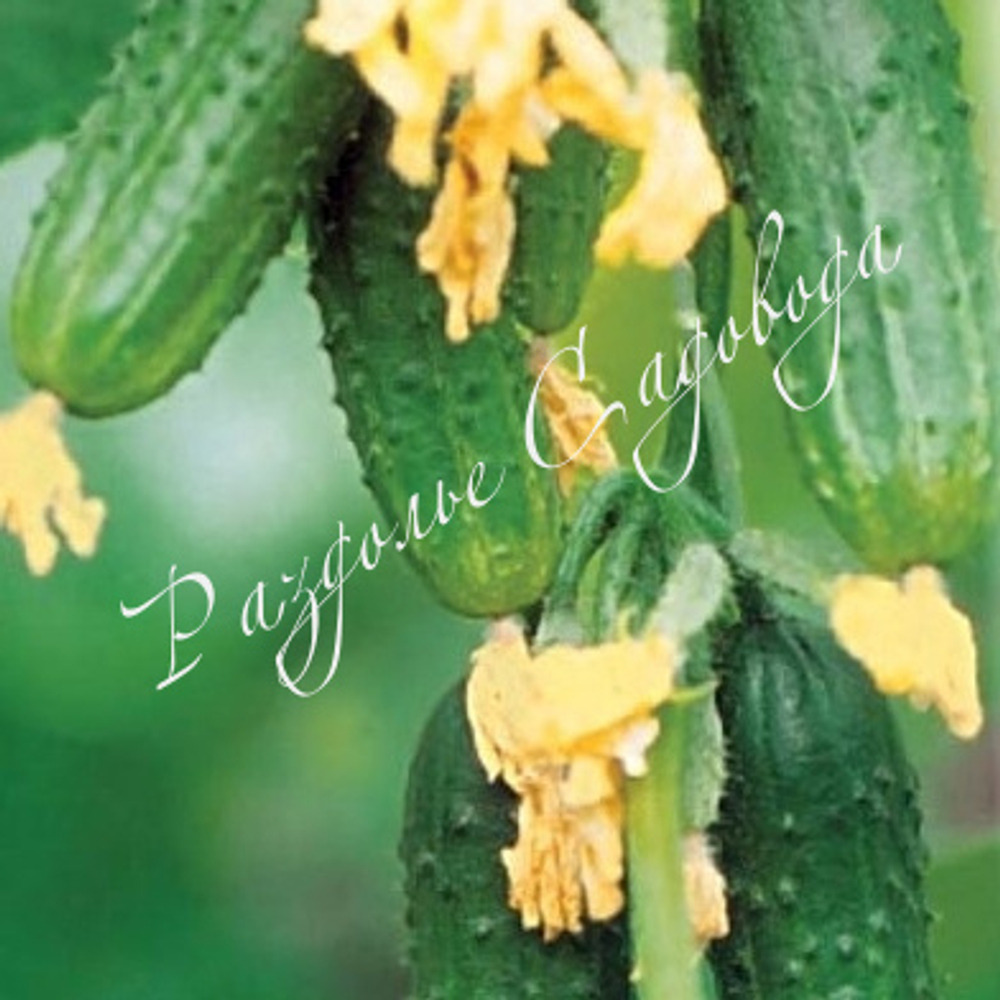 Огурец Кустовой (цена за 6 штук)