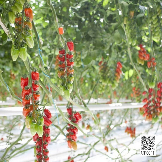 Идолини F1 семена томата индетерминантного (Rijk Zwaan / Райк Цваан) в поле – фото 7