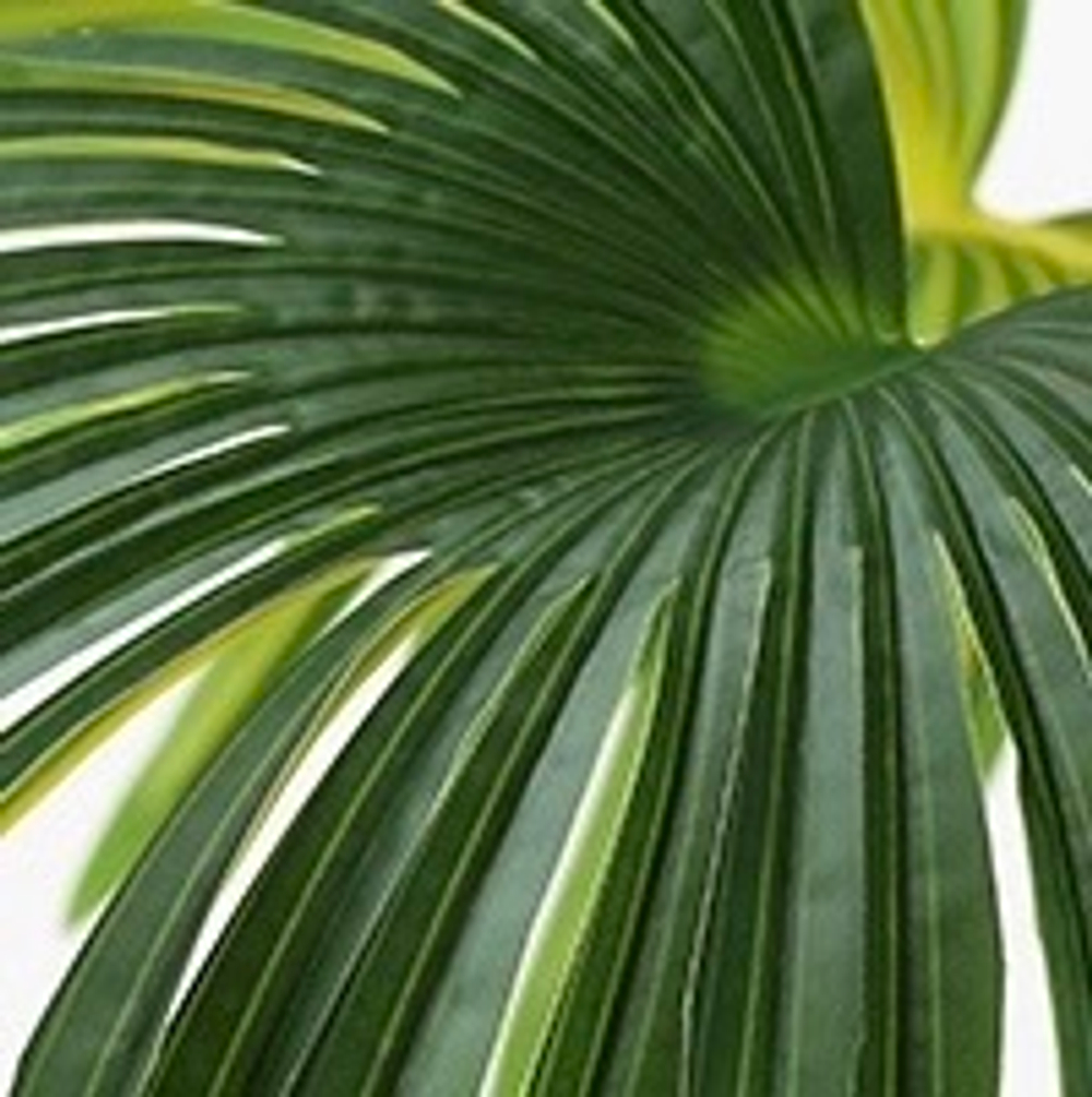 Пальма вашингтония 185 см.