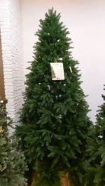 Барбара - литая ель