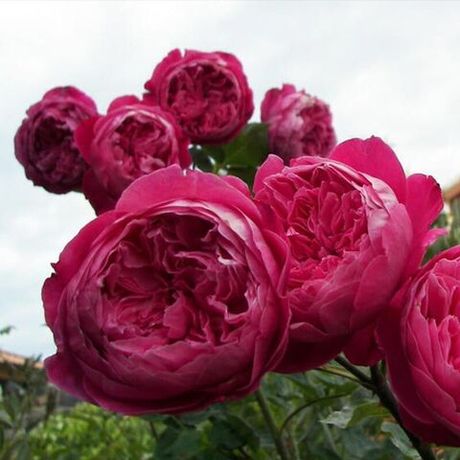 Академия (Accademia)