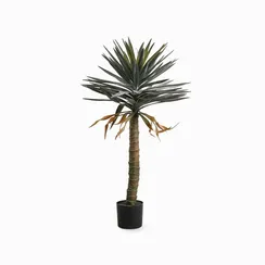 Драцена высота 118