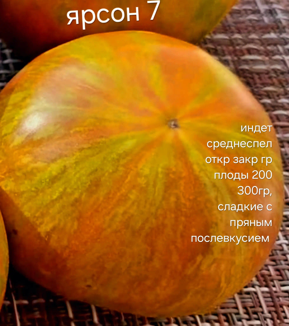 ЯРСОН 7