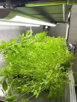 Гидропонная установка HydroBoss