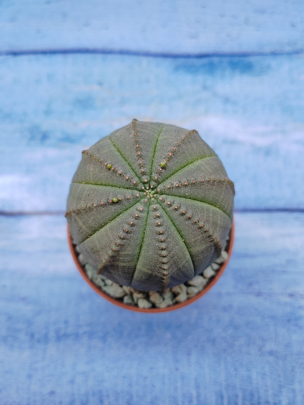 Euphorbia Obesa (Эуфорбия)
