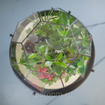 Флорариум с водопадом бонсай Фикус Будда