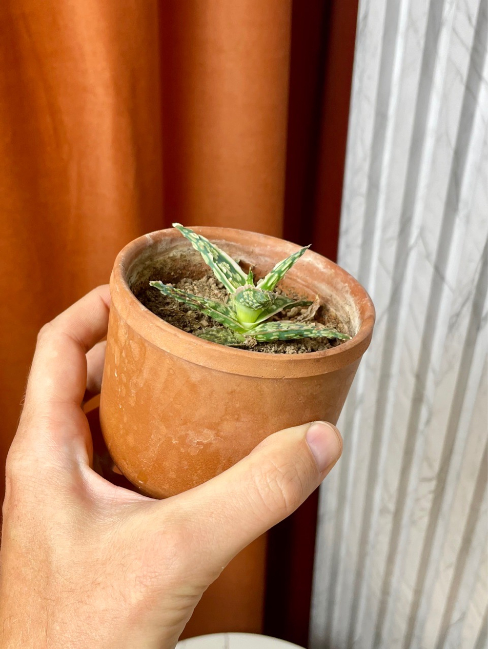 Алоэ Витро в терракоте, D9см Н10см, 1шт, Urban Jungle