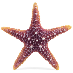 Laguna Звезда морская большая, 160*160*30мм