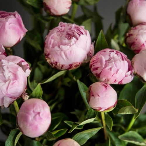 Купить Пионы розовые "Sarah Bernhardt" от 3шт