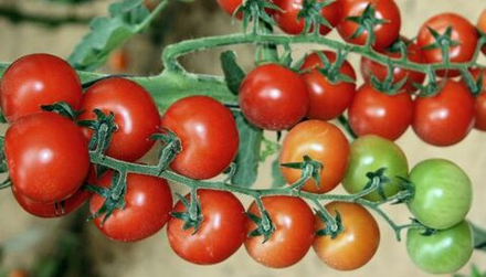 Томат Каменари F1