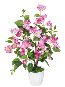 Бугенвиллия растение 70см лиловая в кашпо