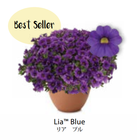 ЕВРО Calibrachoa Lia Blue укорененный черенок середина декабря 25