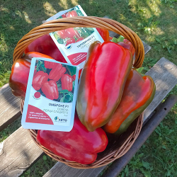 Cемена перца сладкого Омброне F1,  Sakata,  5 шт.