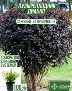 Пузыреплодник