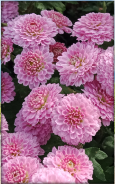 Хризантема мультифлора Мини светлое м.67 /поставка весна 2026г/