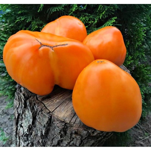 Марина Духова