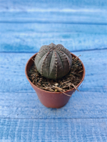 Euphorbia Obesa (Эуфорбия)