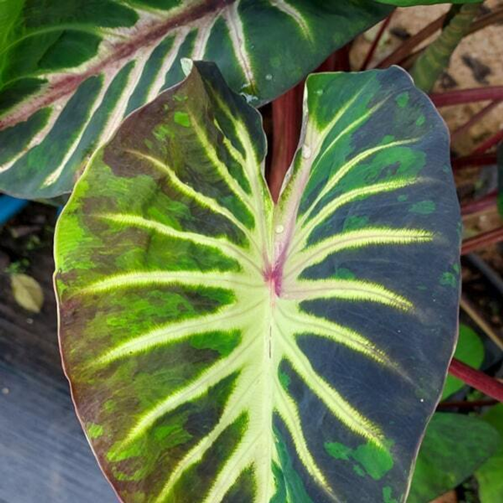 Колоказия STARDUST