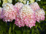 Гортензия метельчатая Magical Sweet Summer