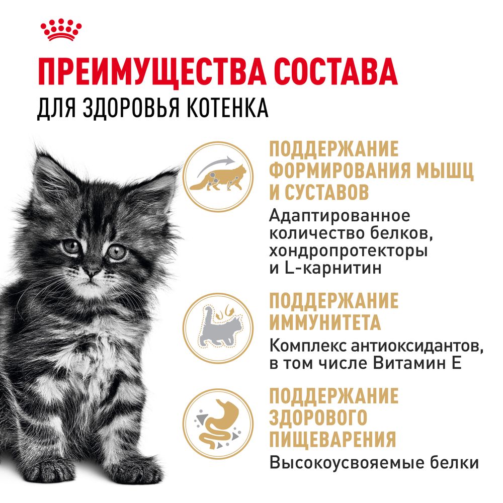Пауч Royal Canin Maine Coon Kitten для котят породы Мэйн Кун в возрасте до 15 месяцев, мелкие кусочки в соусе Пауч Royal Canin Maine Coon Kitten для котят породы Мэйн Кун в возрасте до 15 месяцев, мелкие кусочки в соусе