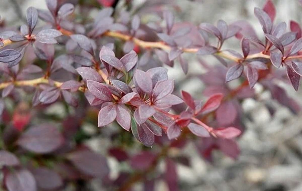 Барбарис Тунберга Ред Дрим С3 Закупка М60 июнь 2026