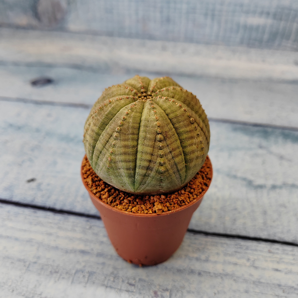Euphoria Obesa (Эуфорбия)
