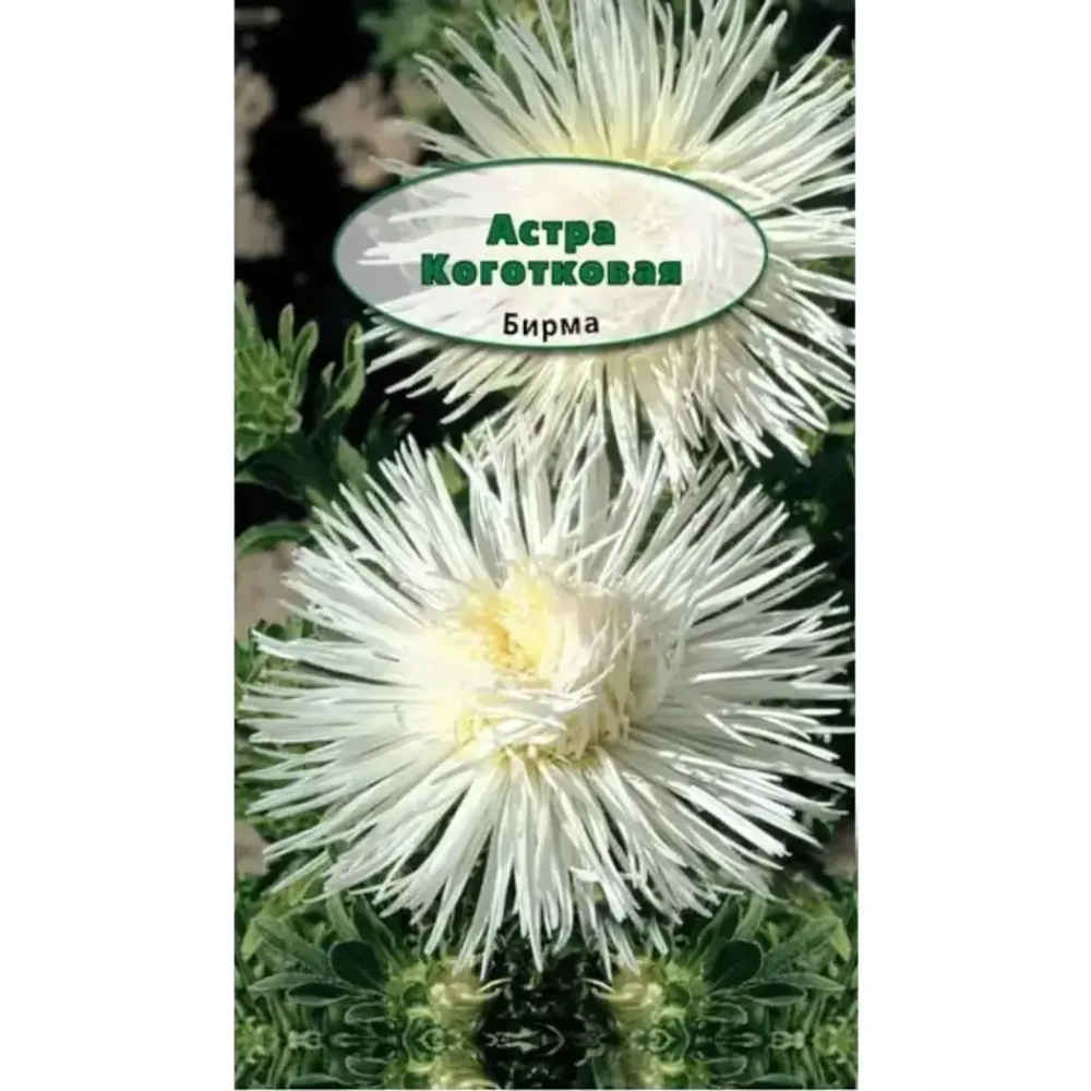 Семена Астра Коготковая Бирма Кремово-белая 75 см 0,3 гр 238820