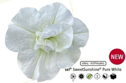 Петуния Sweetsunshine Pure White ОКС укорененный черенок. 1-10 марта