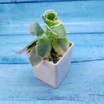 Kalanchoe Fedtschenkoi variegata (Каланхоэ)