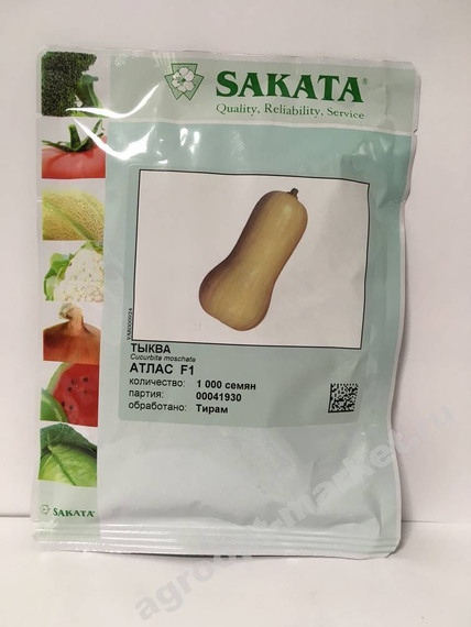 Атлас F1 семена тыквы (Sakata / Саката) – фото 3