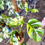 Рафидофора TETRASPERMA VAR