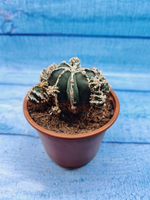 Astrophytum Myriostigma "Hakujo Fukuryu" (Астрофитум)