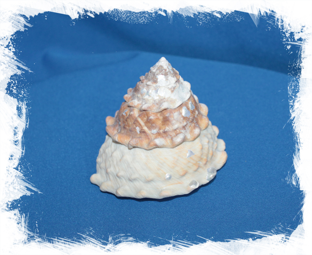 Литхопома ундоса