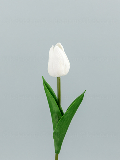 Тюльпан латекс