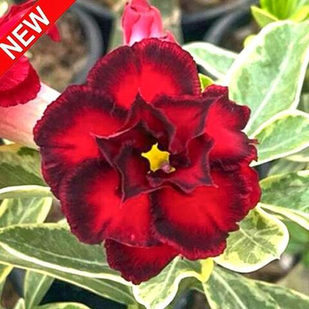 Адениум вариегатный WONDERFUL RED VAR