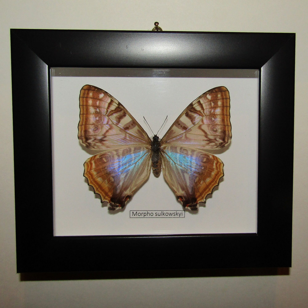 Бабочка Morpho sulkowskii самка в рамке