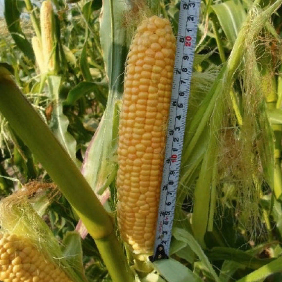 ОВАТОННА F1 семена кукурузы (Clause | Alexagro) – фото 5