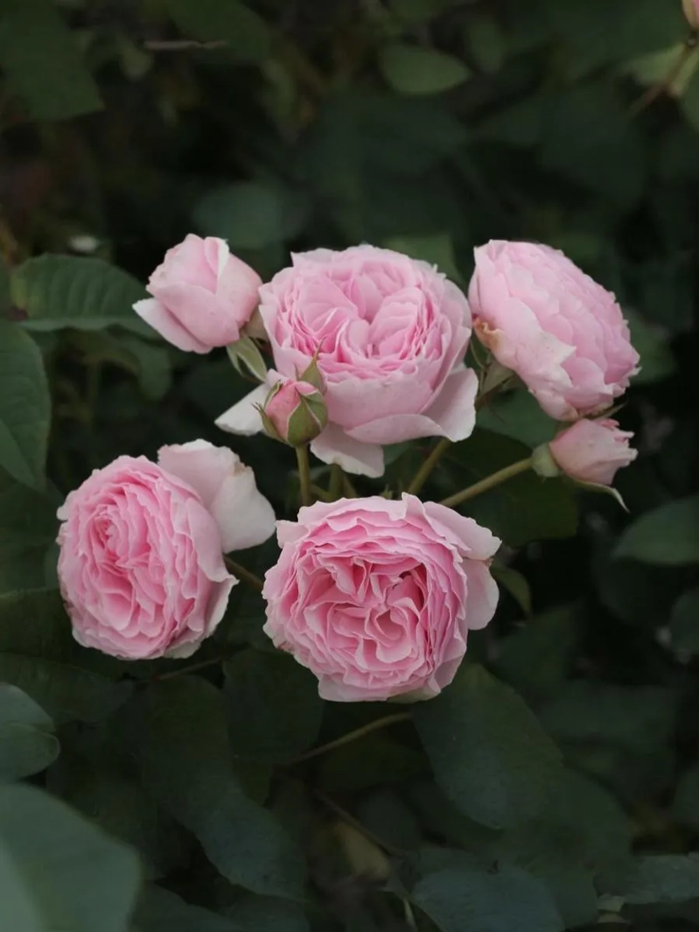 Роза флорибунда Гартентрауме