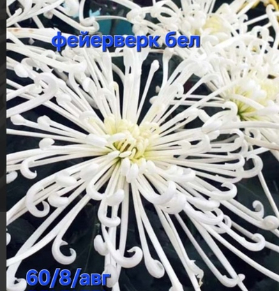 САЖЕНЦЫ ХРИЗАНТЕМЫ ГОРШЕЧНОЙ ФЕЙЕРВЕРК №3 БЕЛАЯ