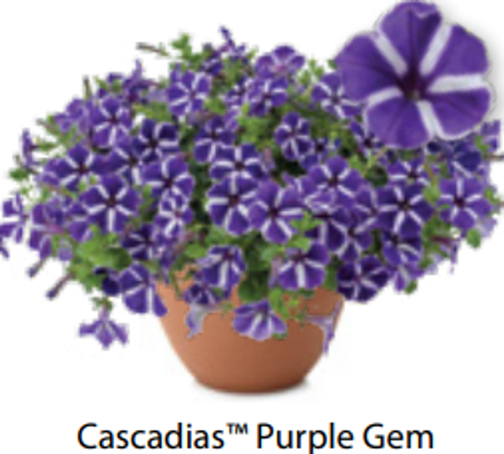ЕВРО Петуния Cascadias Purple Gem ОКС укорененные черенки В наличии