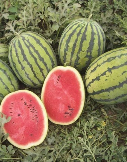 Арбуз Бедуин F1