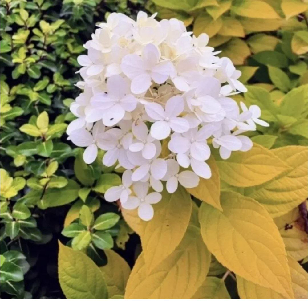 Гортензия метельчатая Санлайт ('Sunlight' )