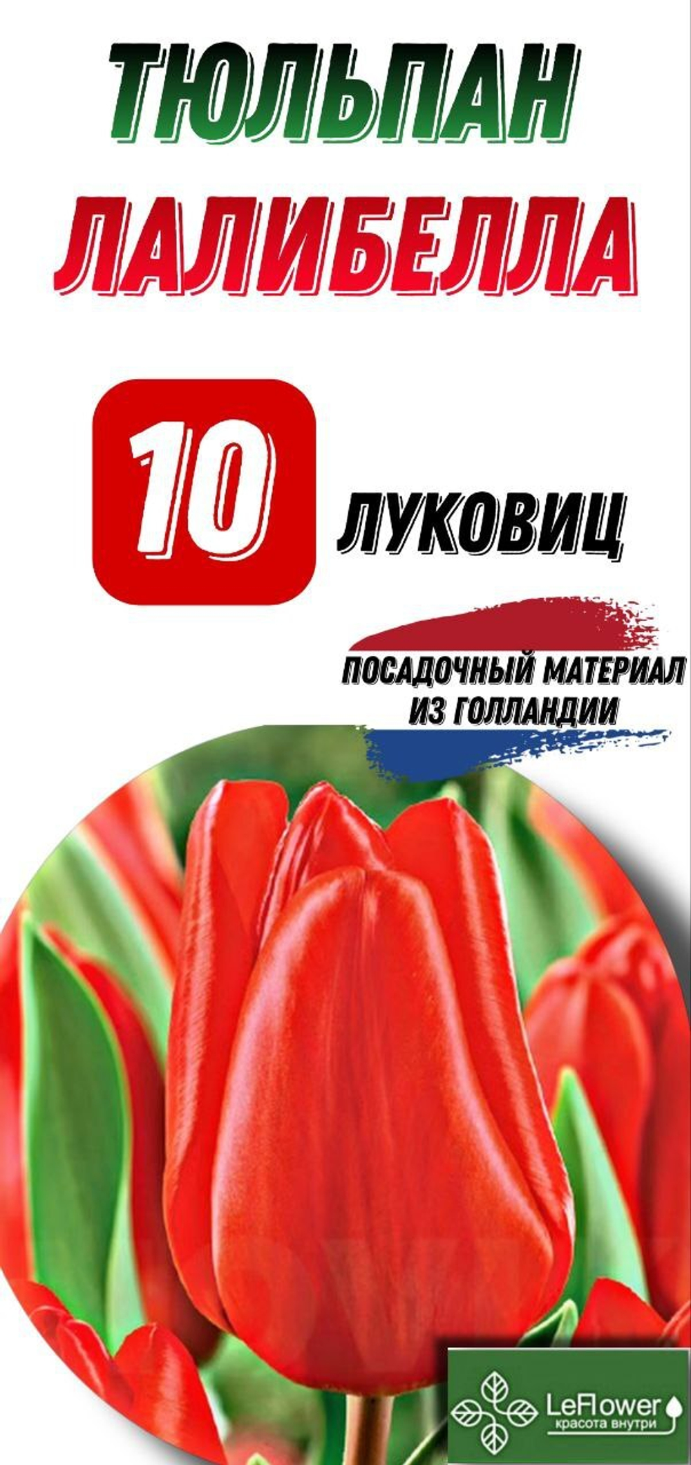 тюльпан лалибелла 10луковиц
