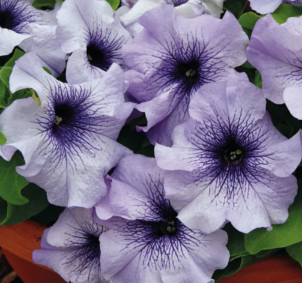 ЕВРО Петуния Alpetunia Blue Vein укорененный черенок ОКС начало декабря