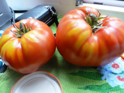 Помидоры - Gigantesque — Гигантисика