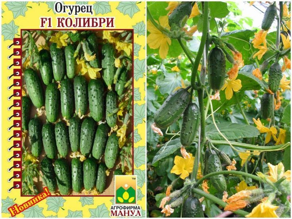 Огурец Колибри 10шт Ц Манул