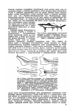 Палеонтология позвоночных | А.Ш. Ромер
