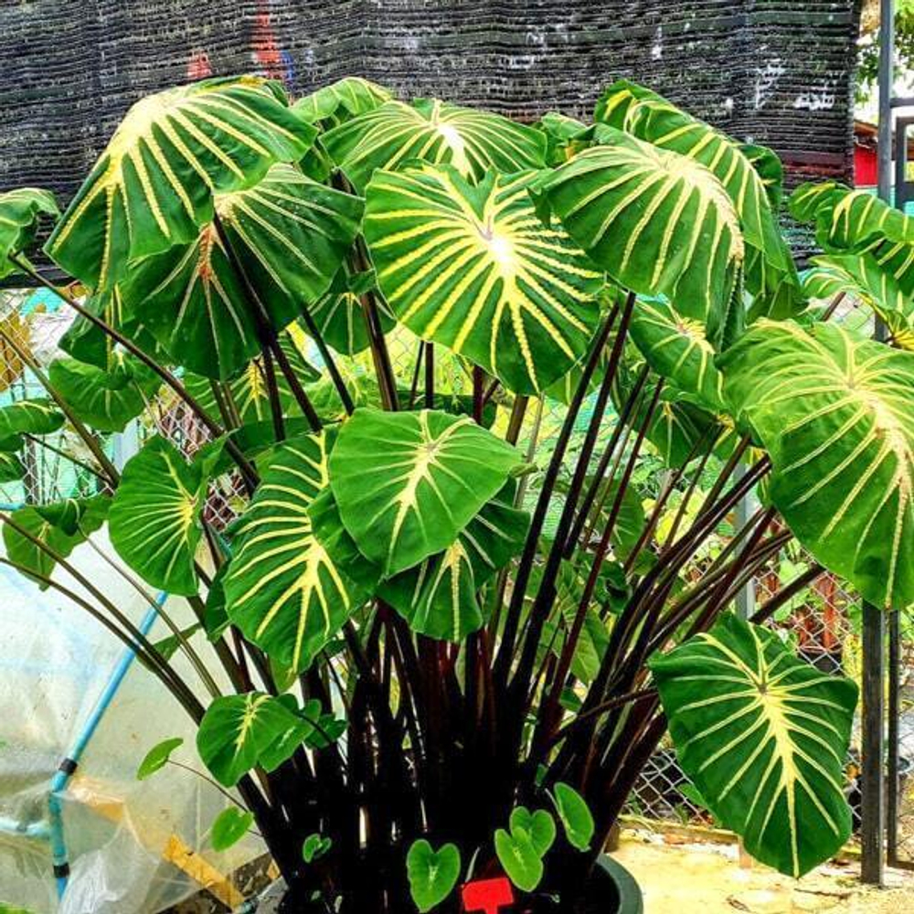 Колоказия JADE MAGMA