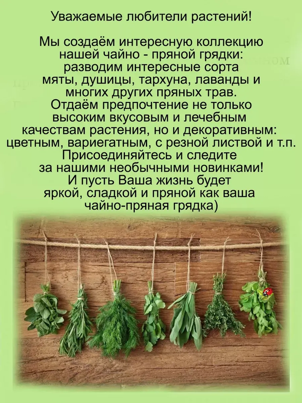 Тимьян Оранжело апельсиновый чабрец